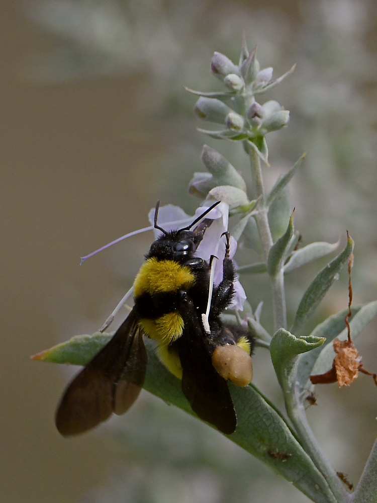 Bee2.jpg