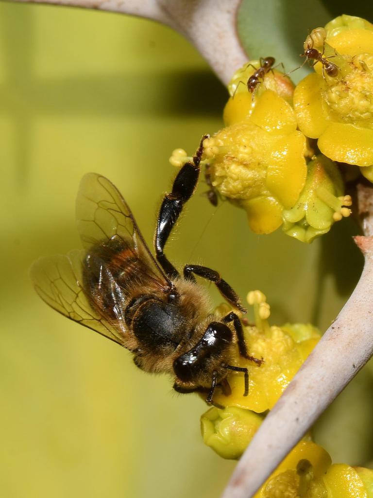Bee2.jpg