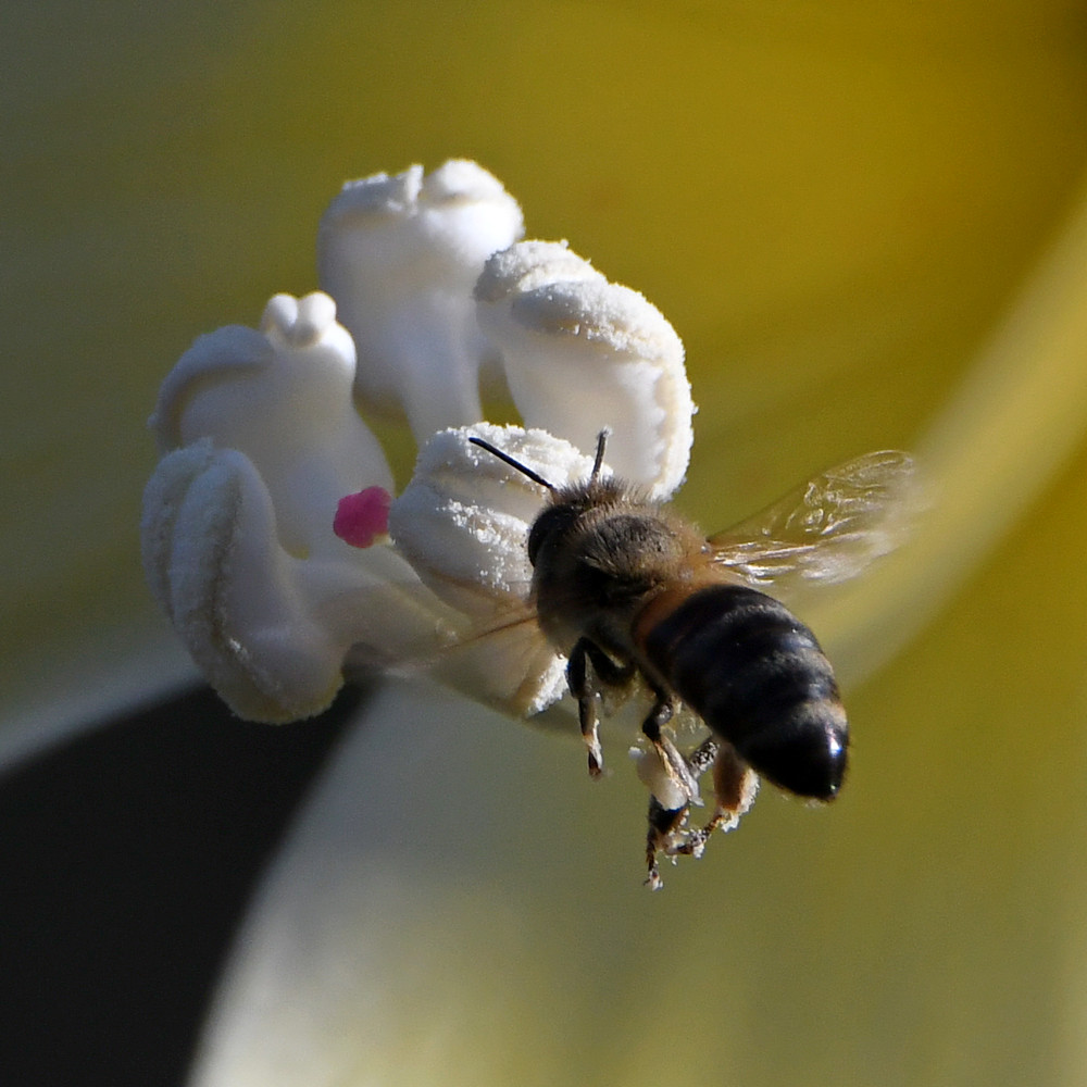 Bee2.jpg