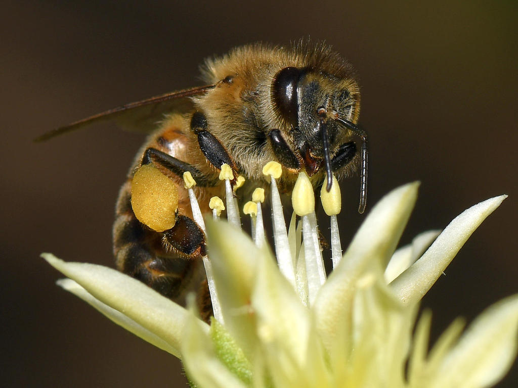 Bee2.jpg