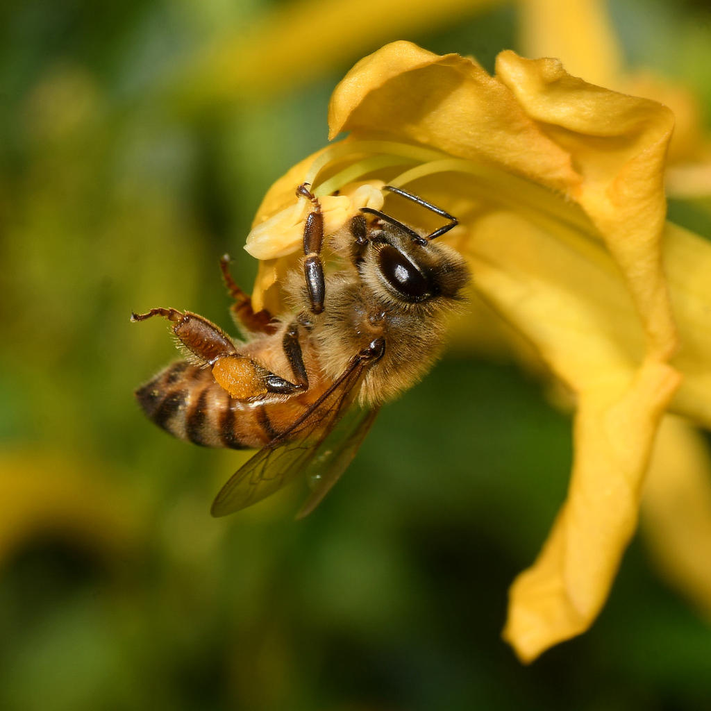 Bee2.jpg