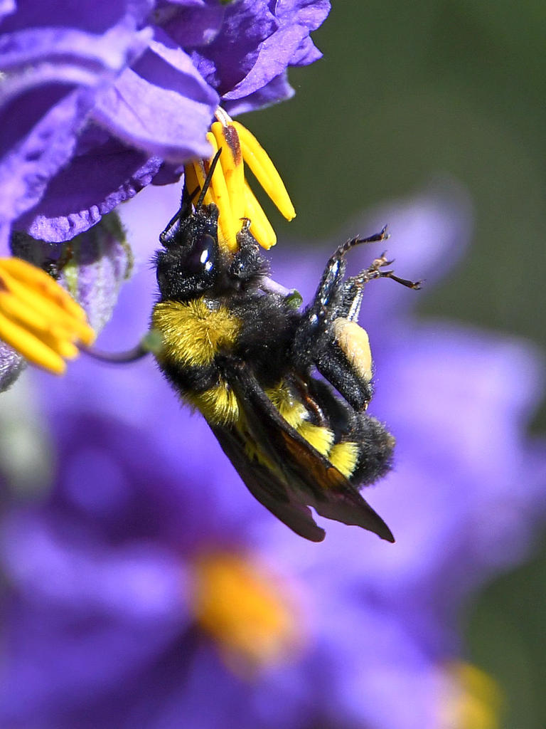Bee2.jpg