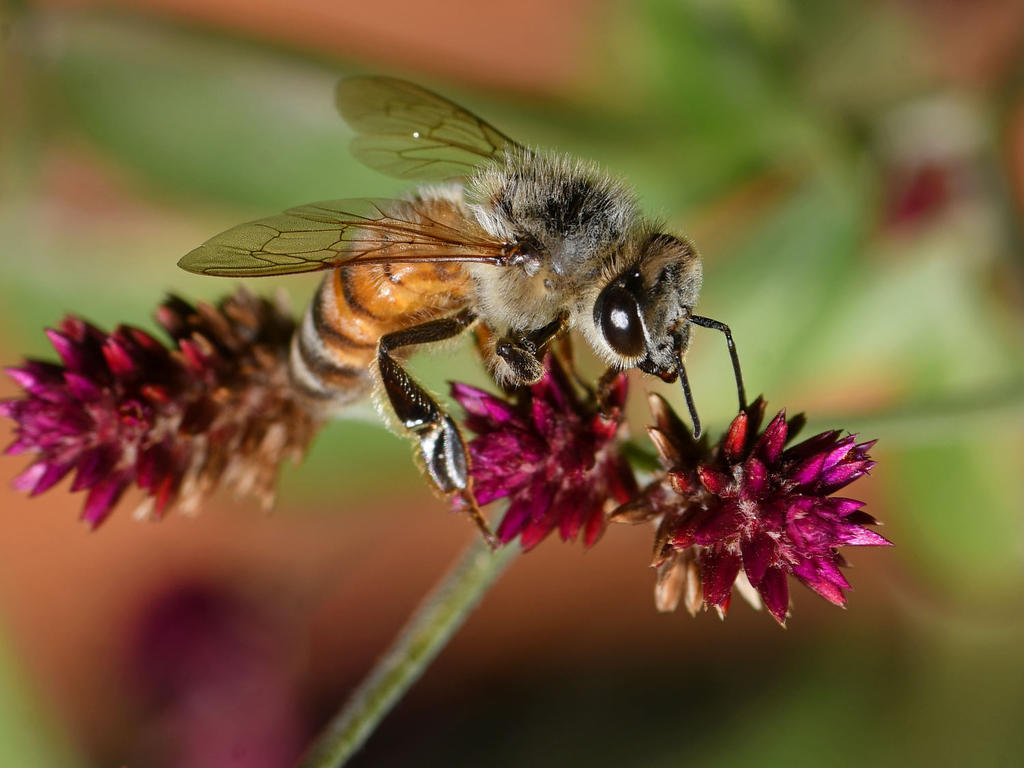 Bee2.jpg