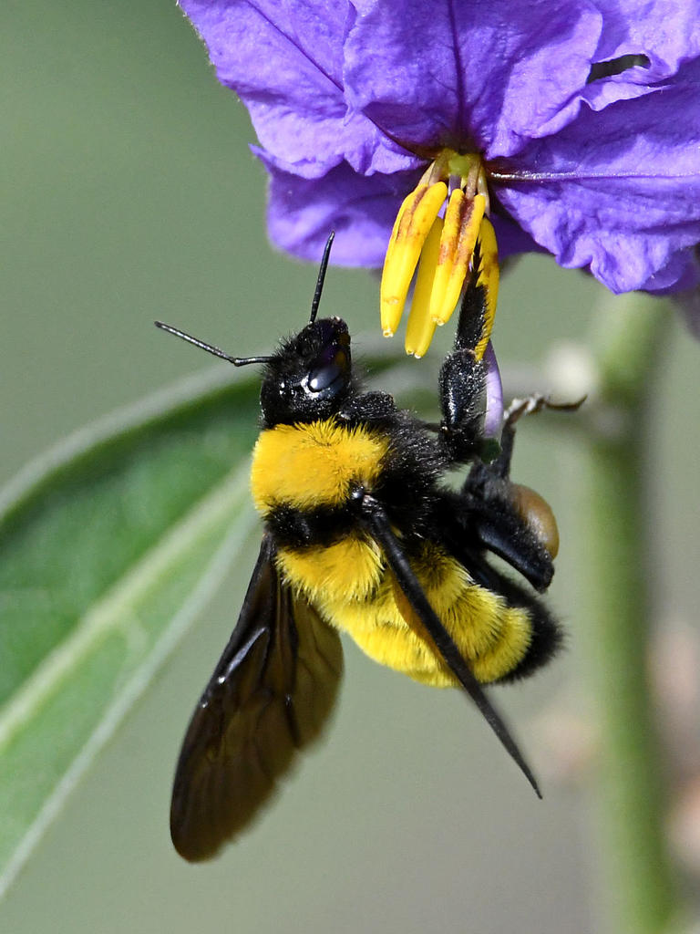 Bee2.jpg