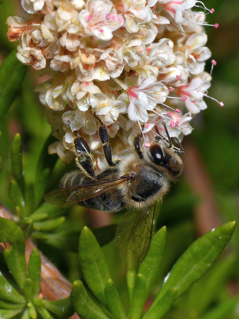 Bee2.jpg