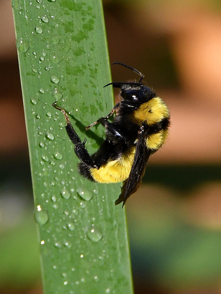 Bee2.jpg