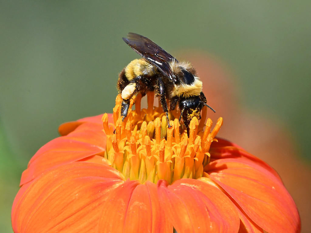 Bee2.jpg