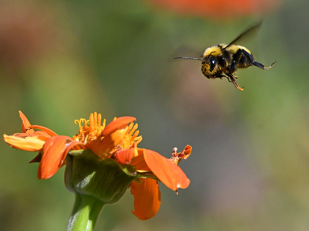 Bee2.jpg