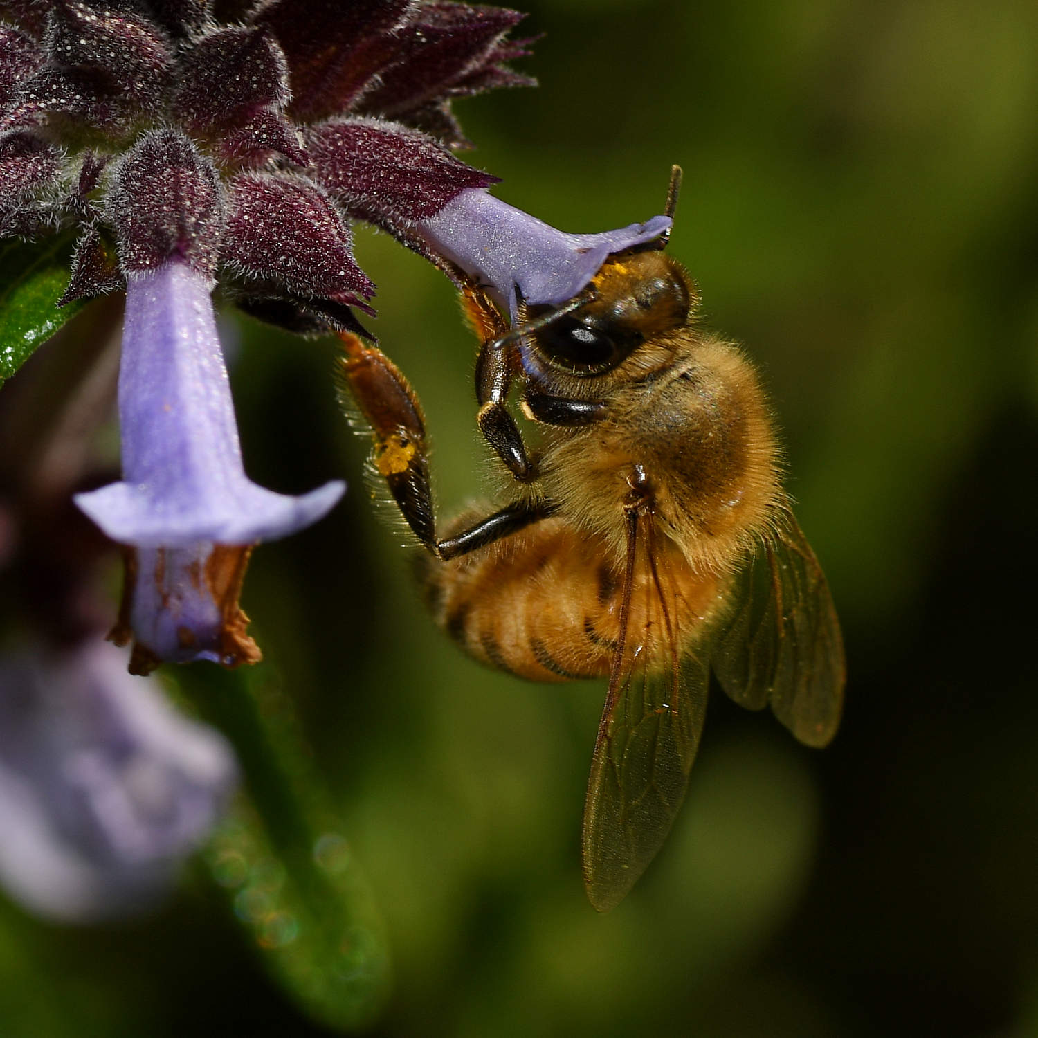 Bee2.jpg