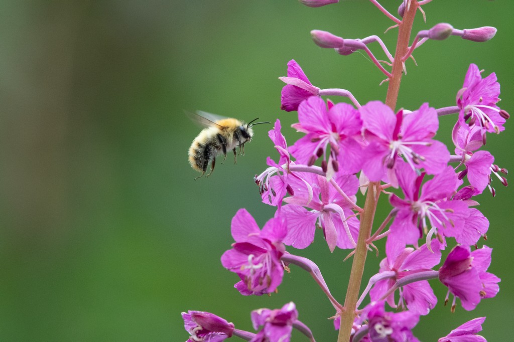 bee2.jpg