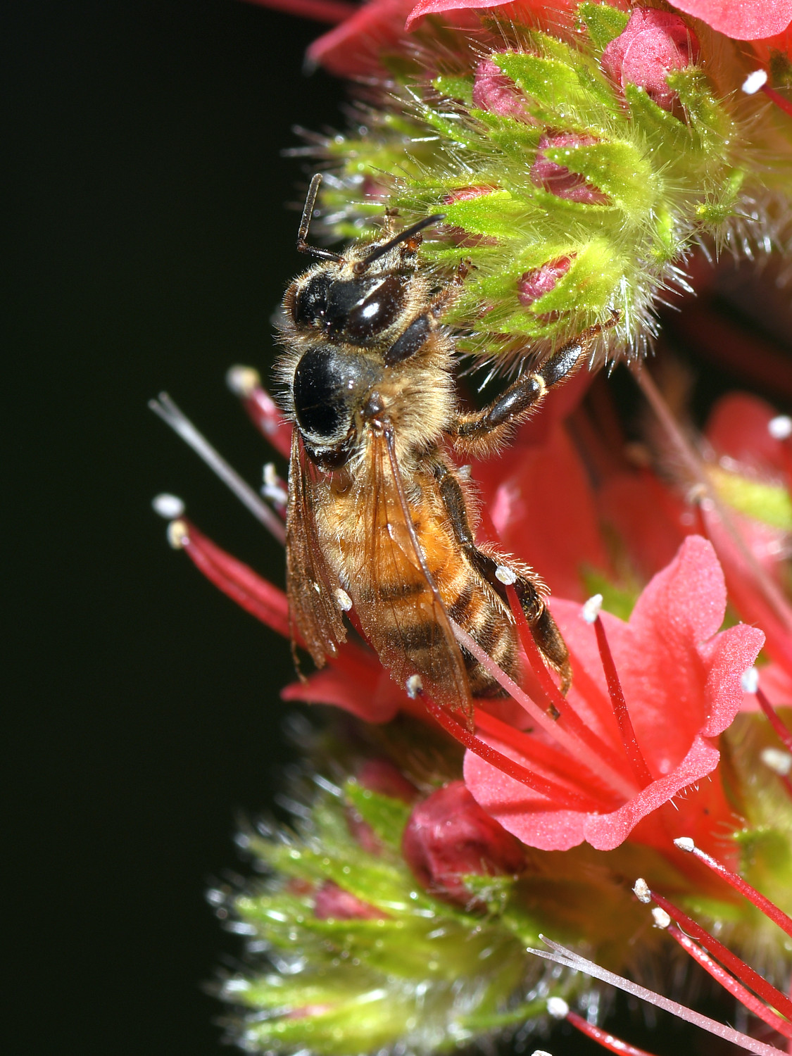 Bee2.jpg
