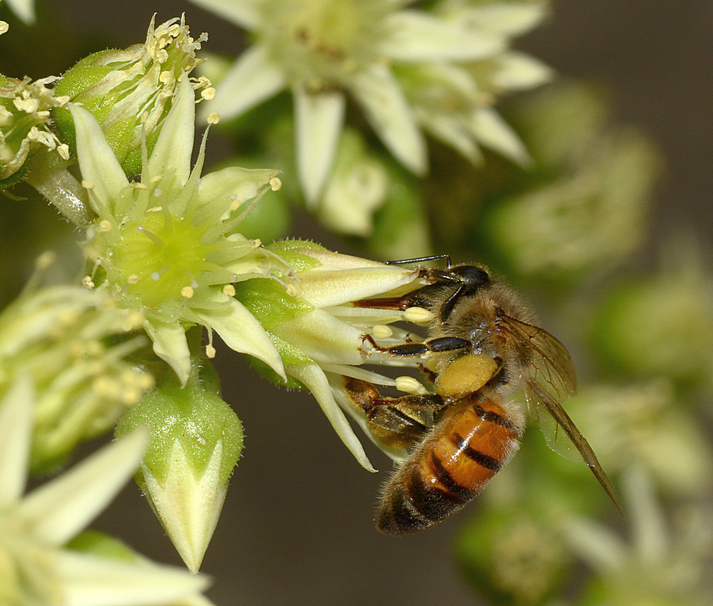 Bee2.jpg