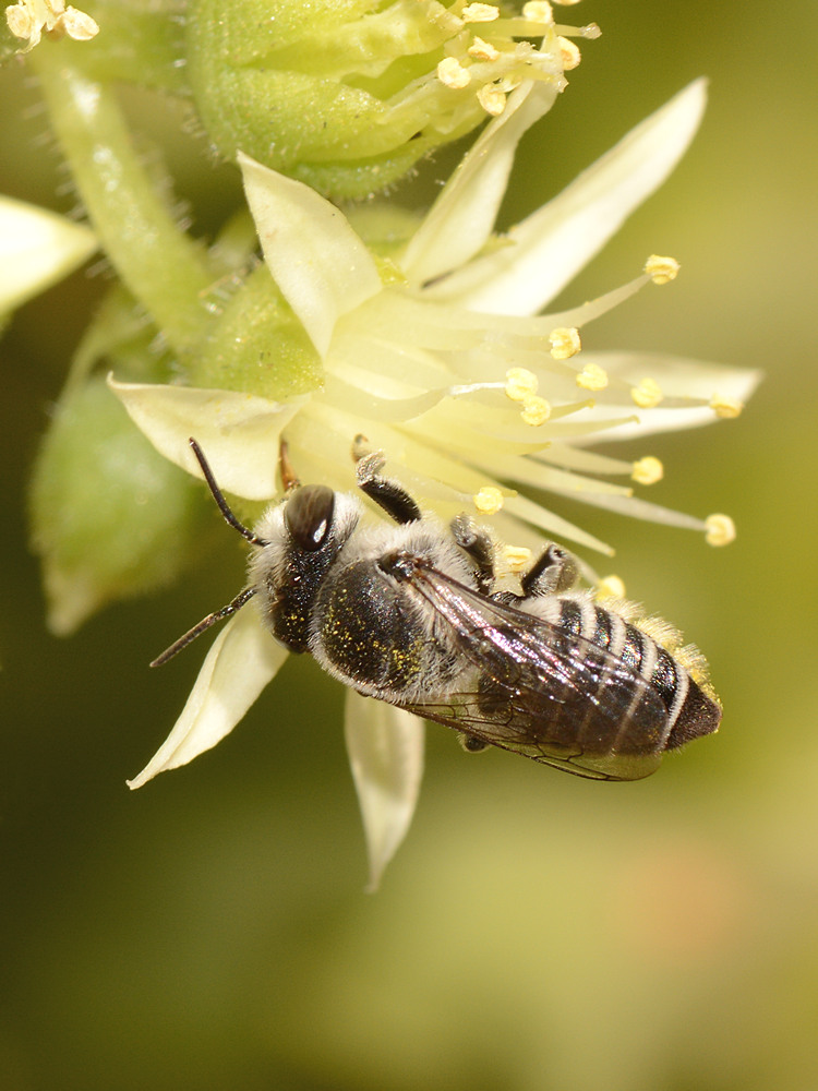 Bee2.jpg