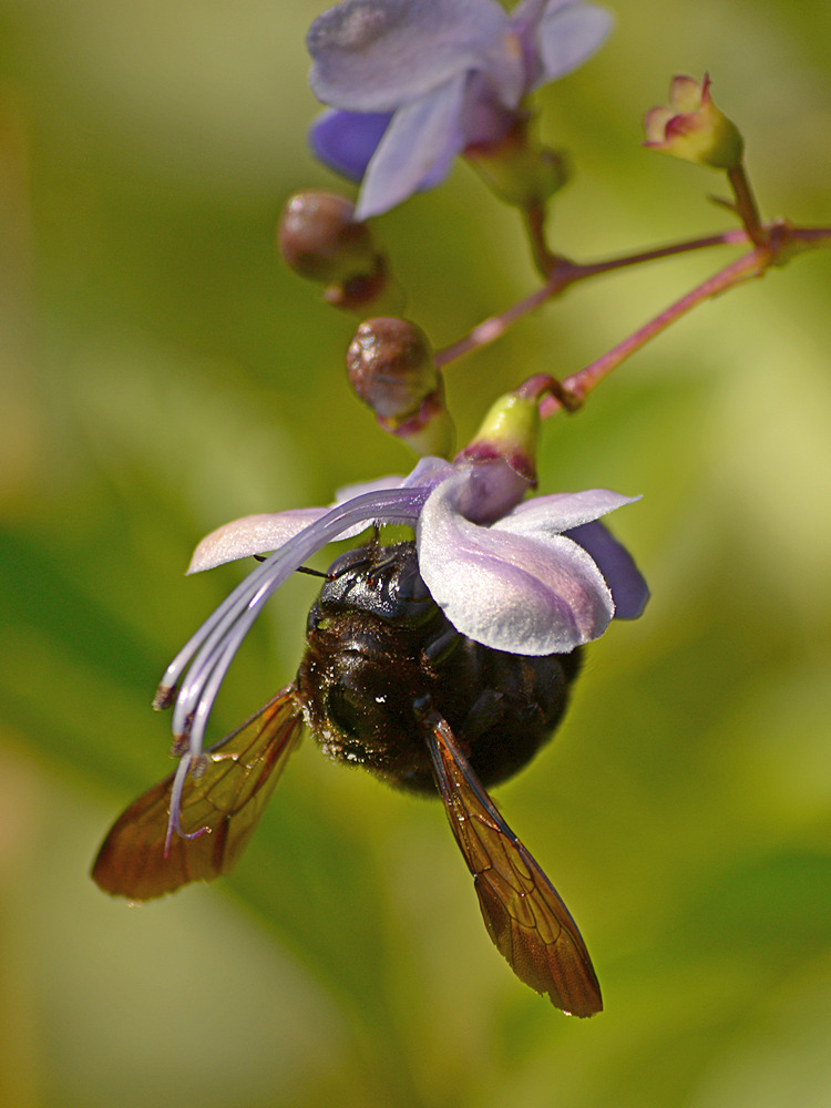 Bee2.jpg