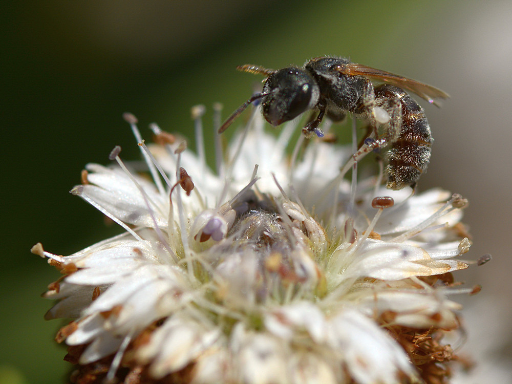 Bee2.jpg