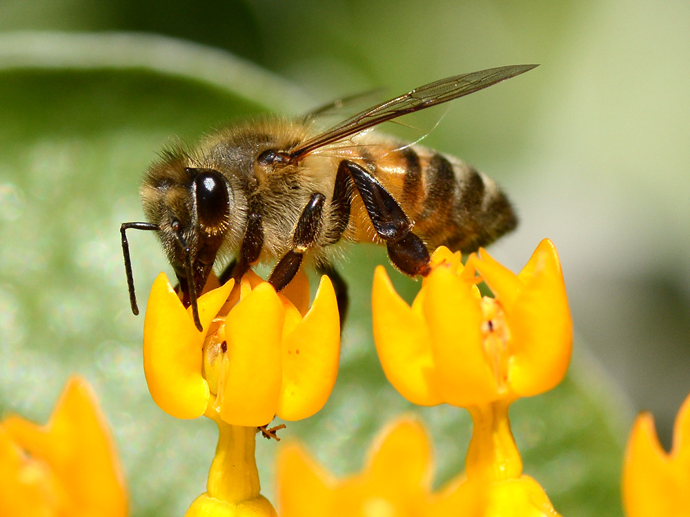 Bee2.jpg