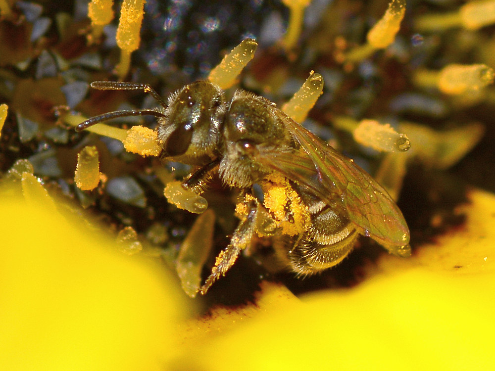 Bee2.jpg