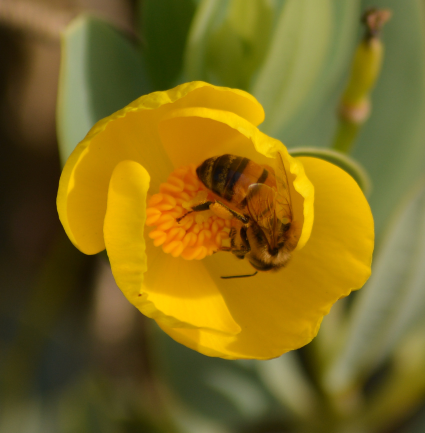 bee23nov.jpg