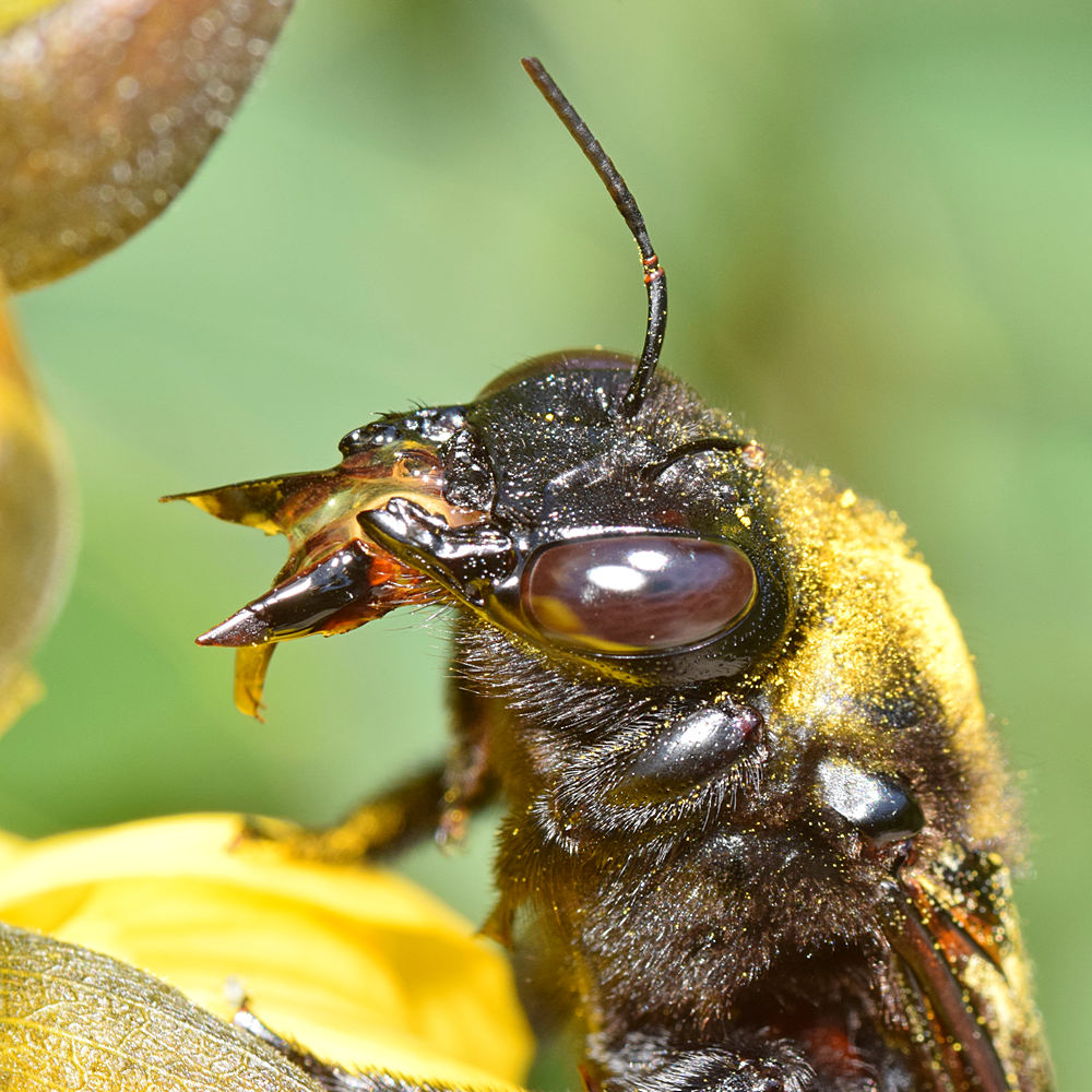 Bee2_2015-05-10.jpg