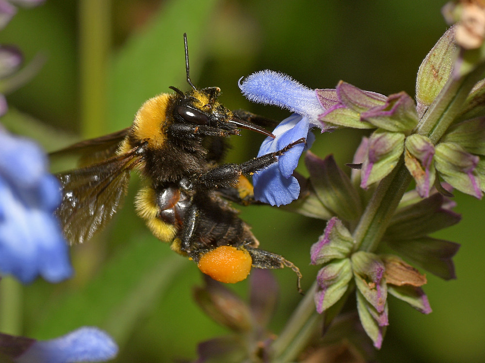 Bee2_2017_08_23.jpg