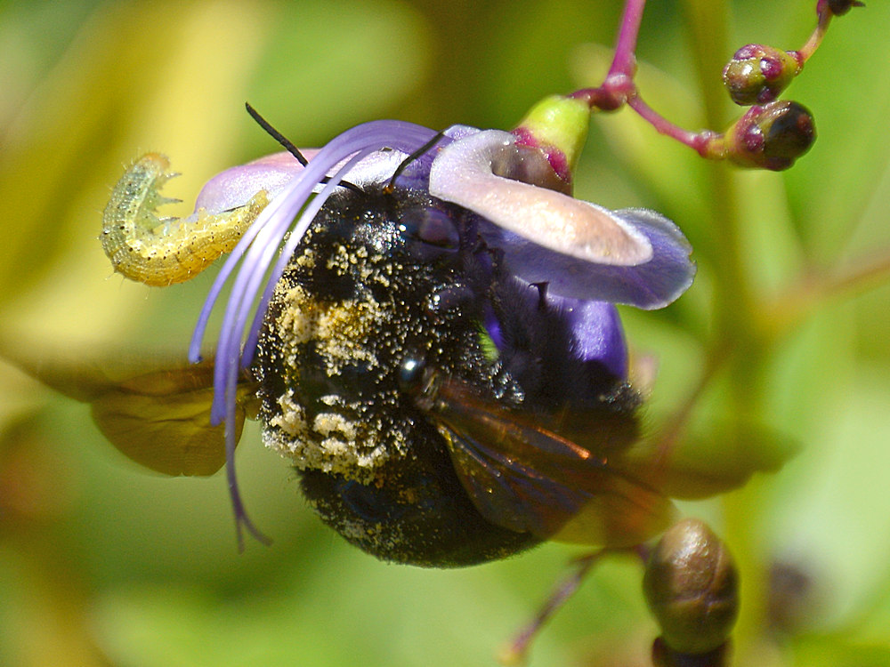 Bee3.jpg
