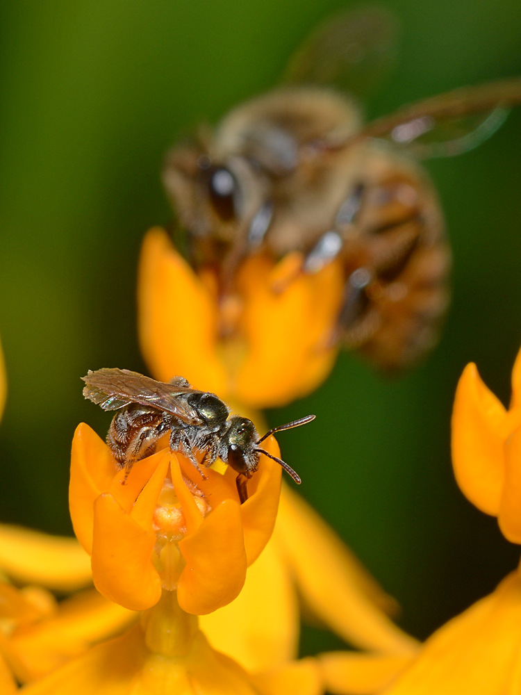Bee3.jpg