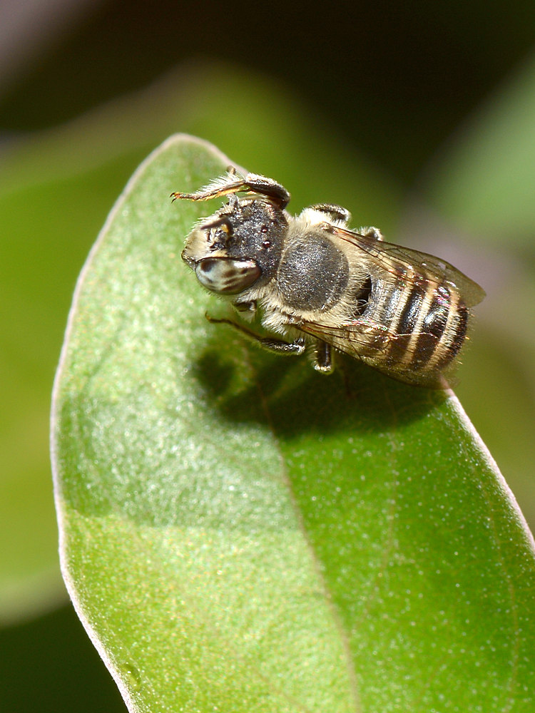 Bee3.jpg