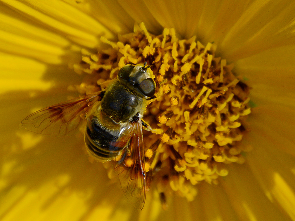 Bee3.jpg
