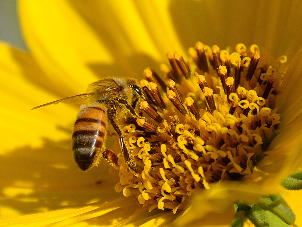 Bee3.jpg