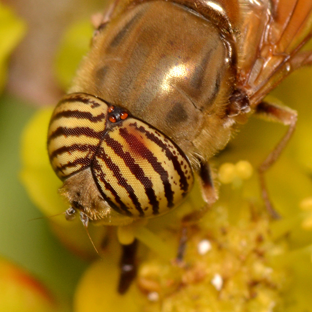 Bee3.jpg