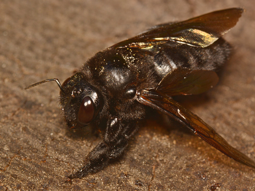 Bee3.jpg
