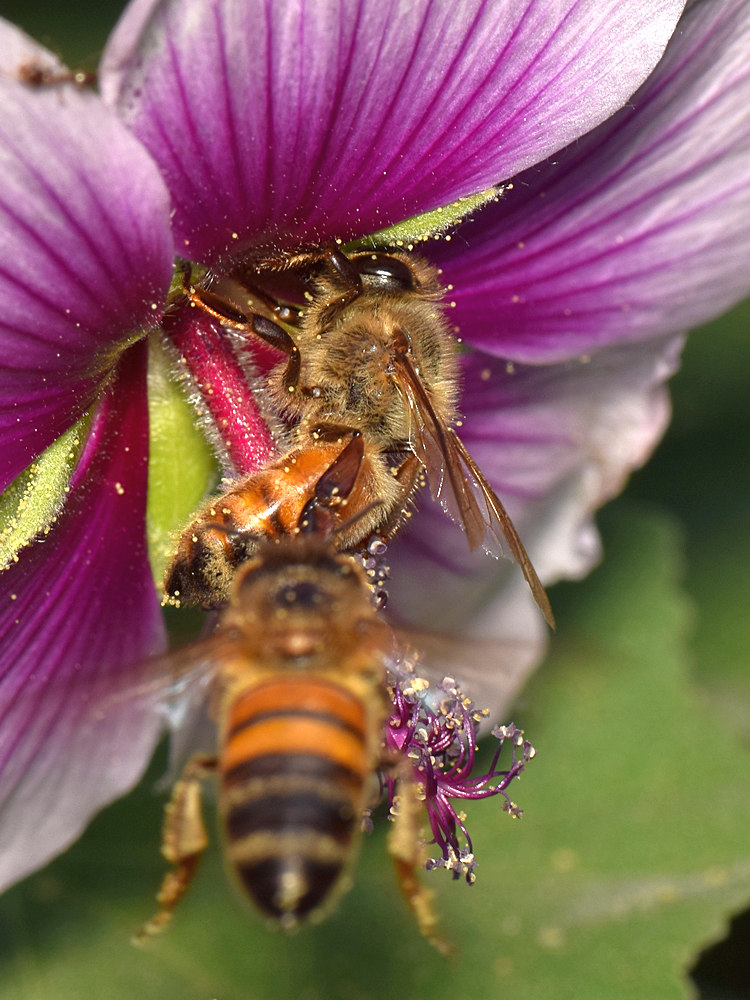 Bee3.jpg