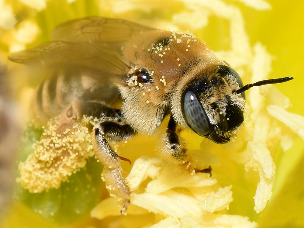 Bee3.jpg