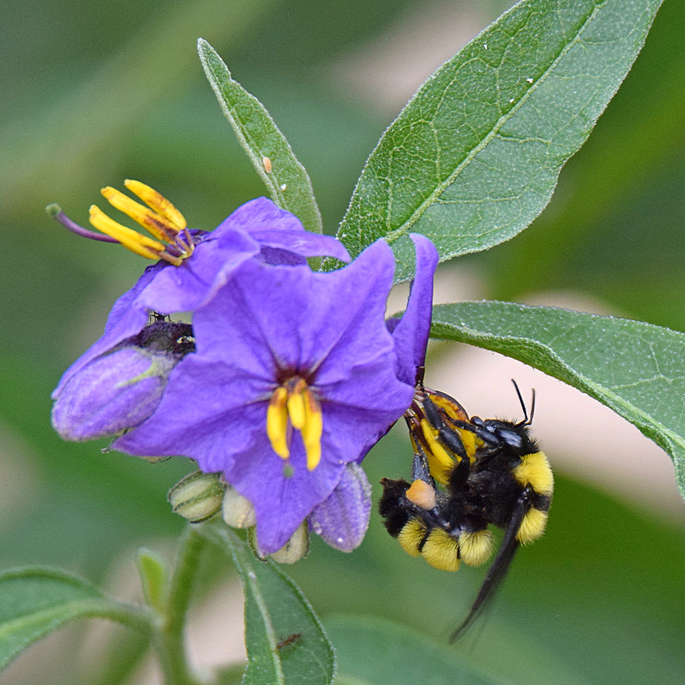Bee3.jpg