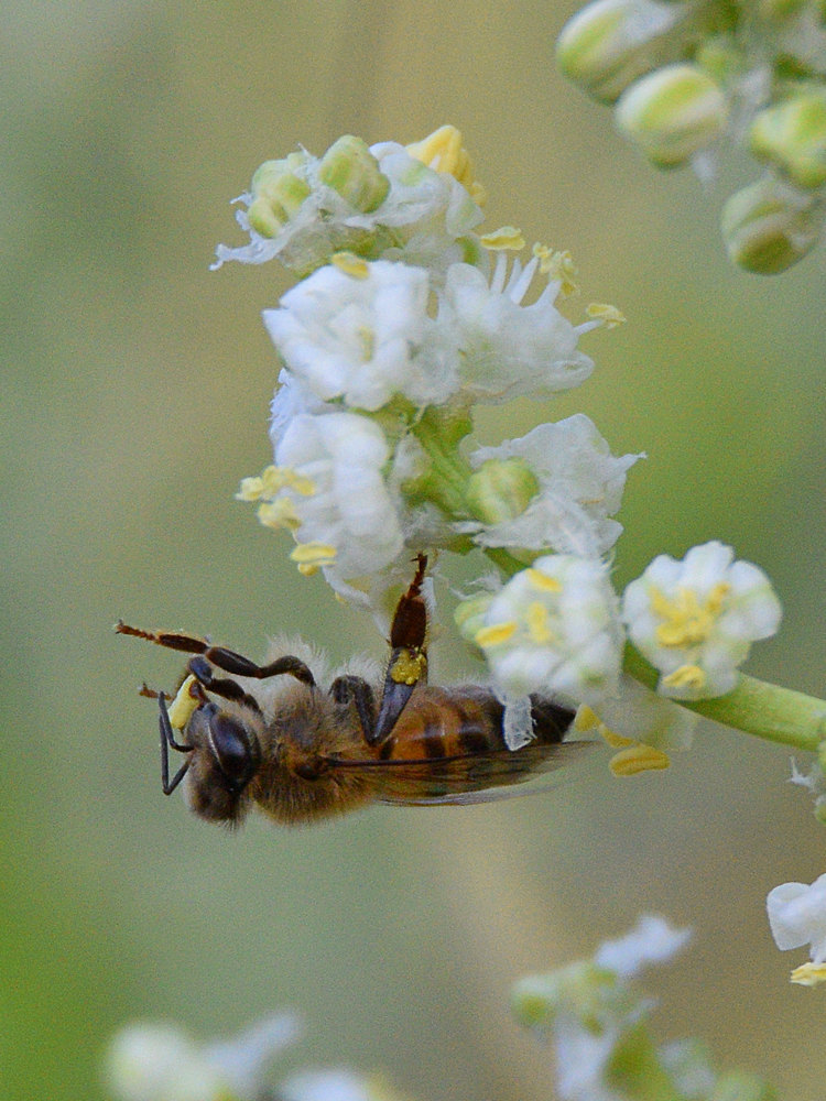 Bee3.jpg