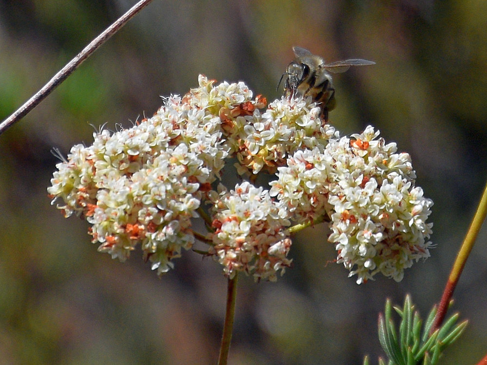 Bee3.jpg