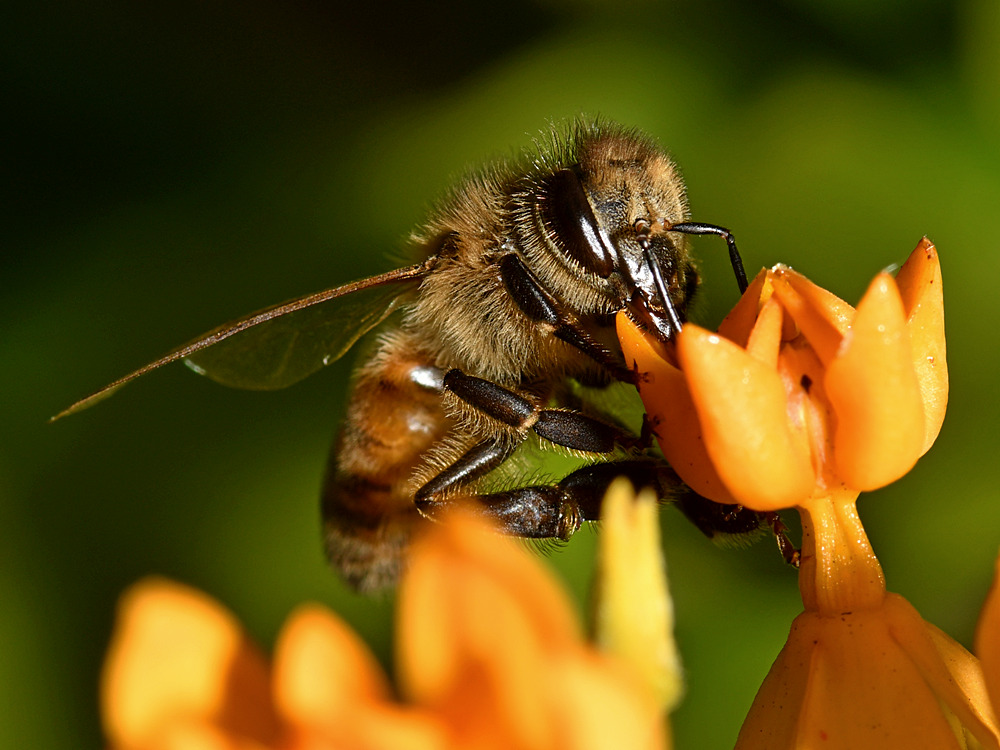 Bee3.jpg