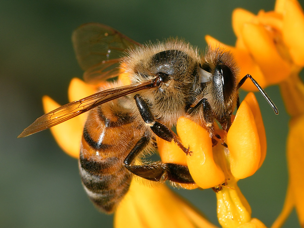 Bee3.jpg