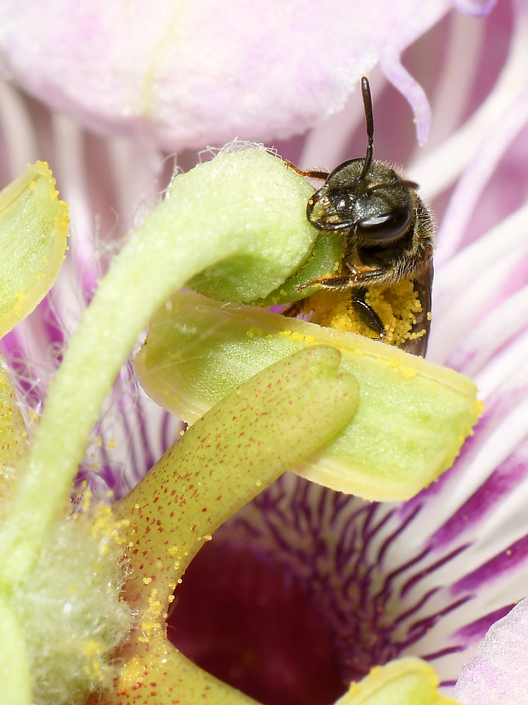 Bee3.jpg