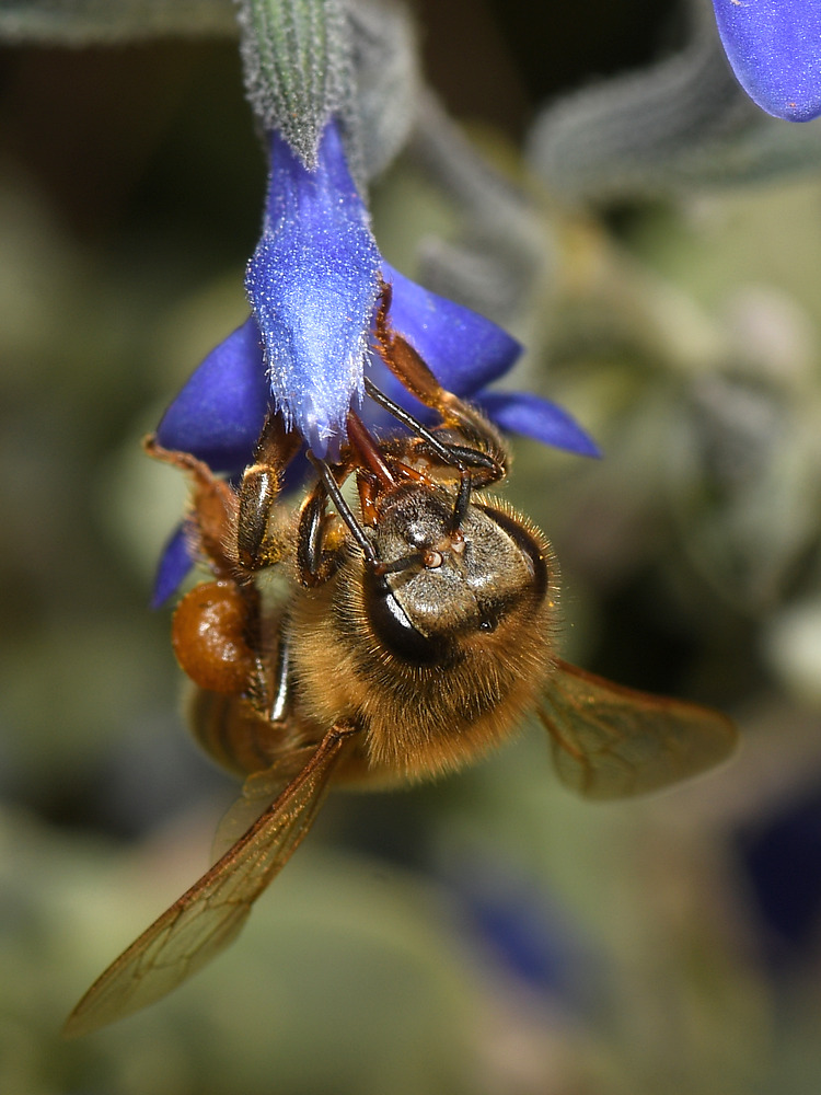 Bee3.jpg