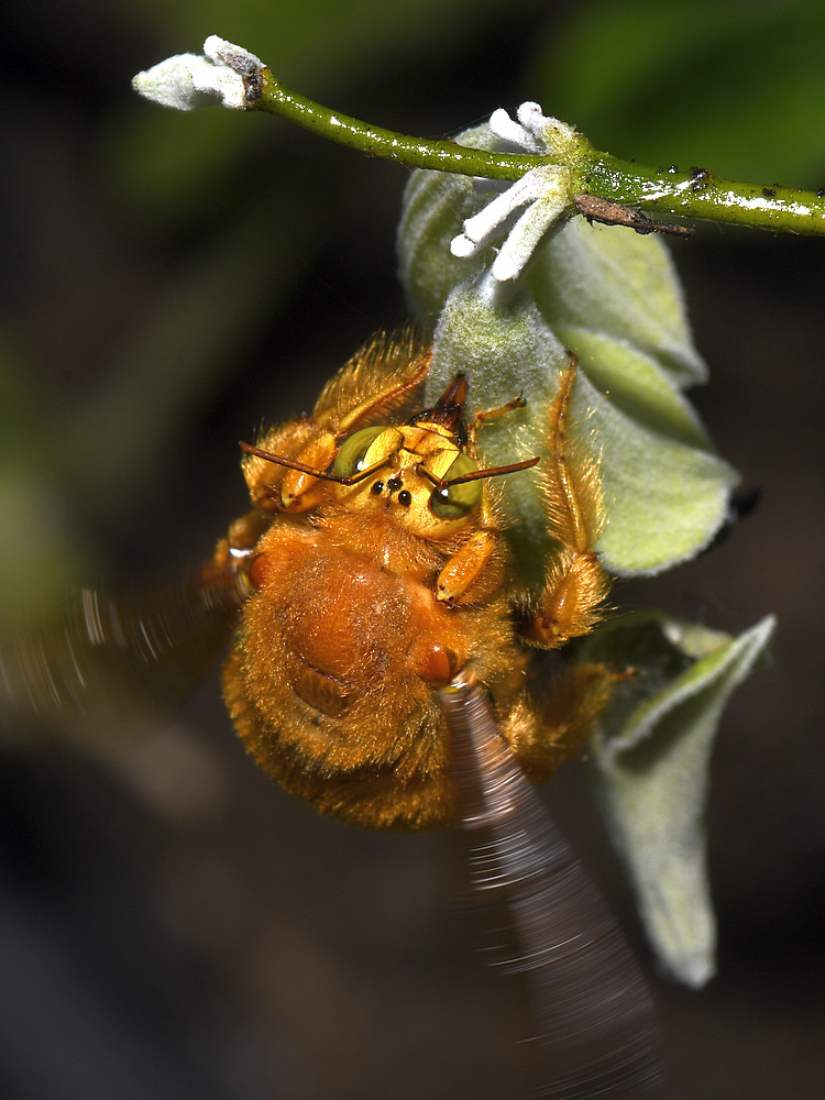 Bee3.jpg