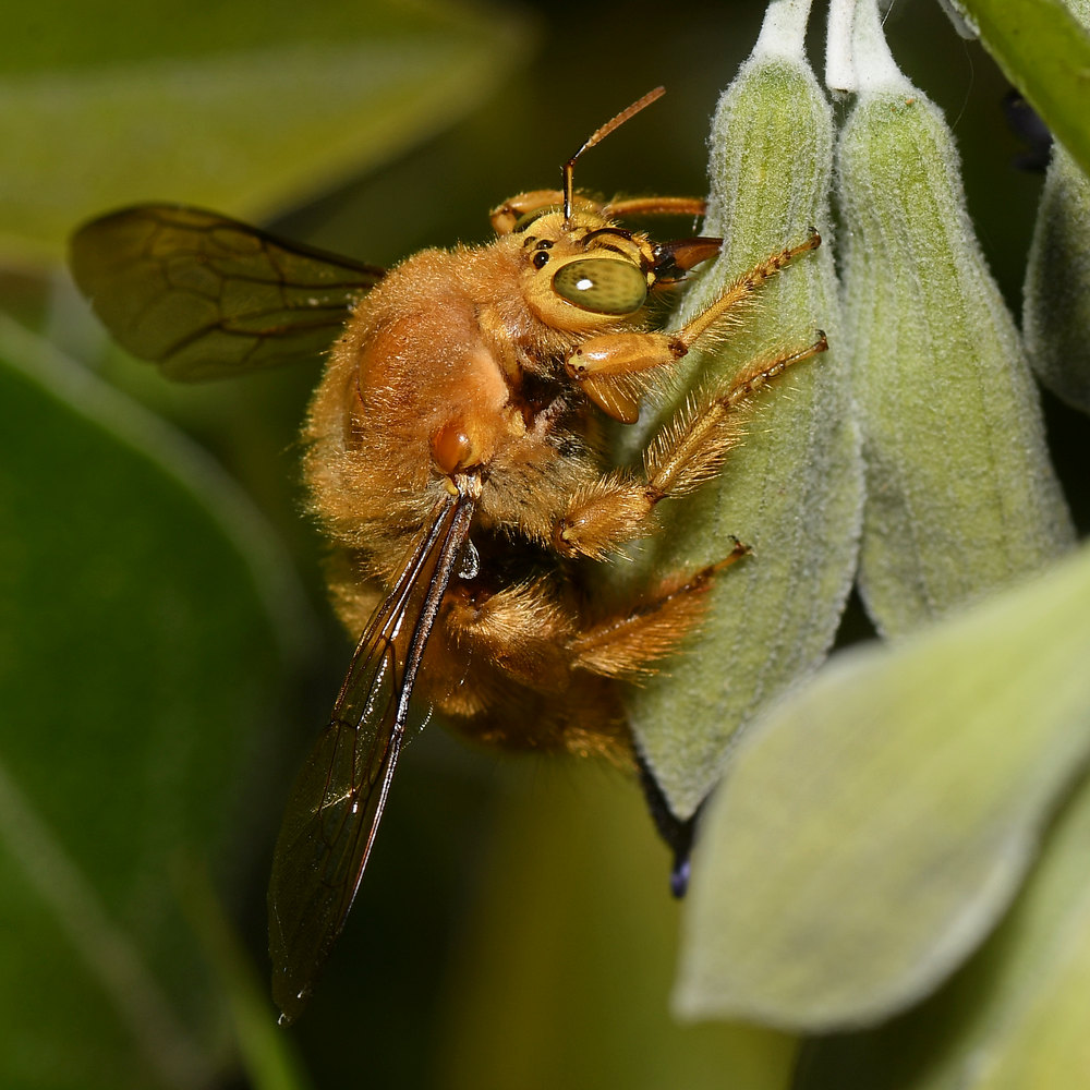 Bee3.jpg