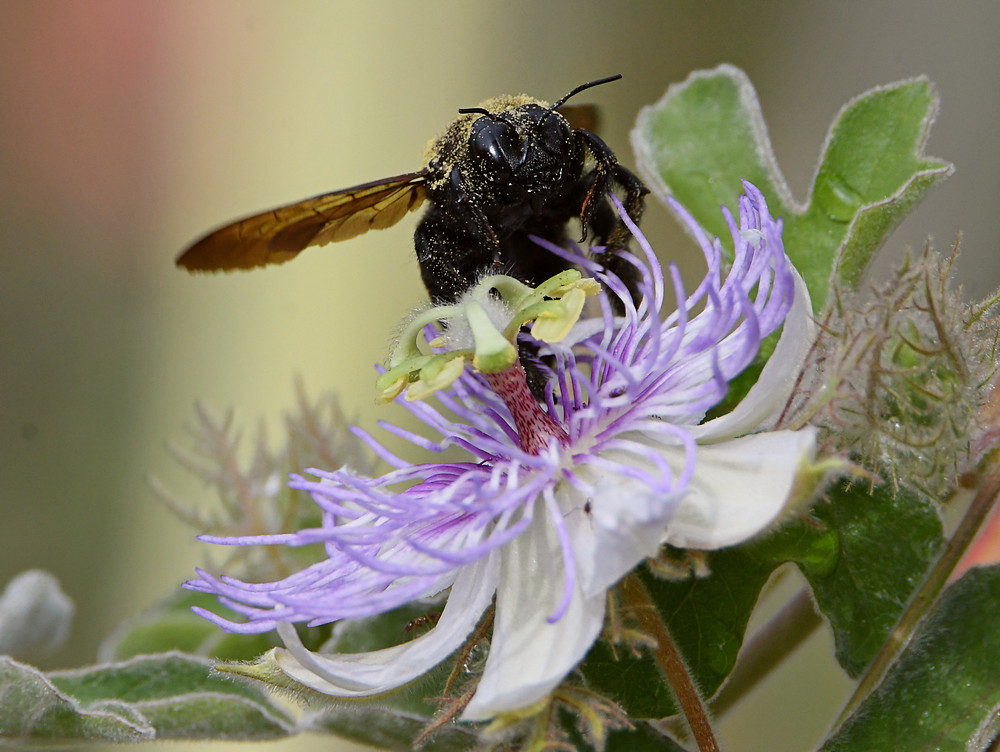 Bee3.jpg