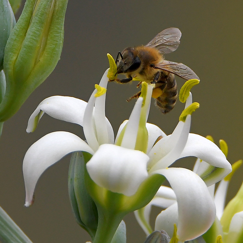 Bee3.jpg