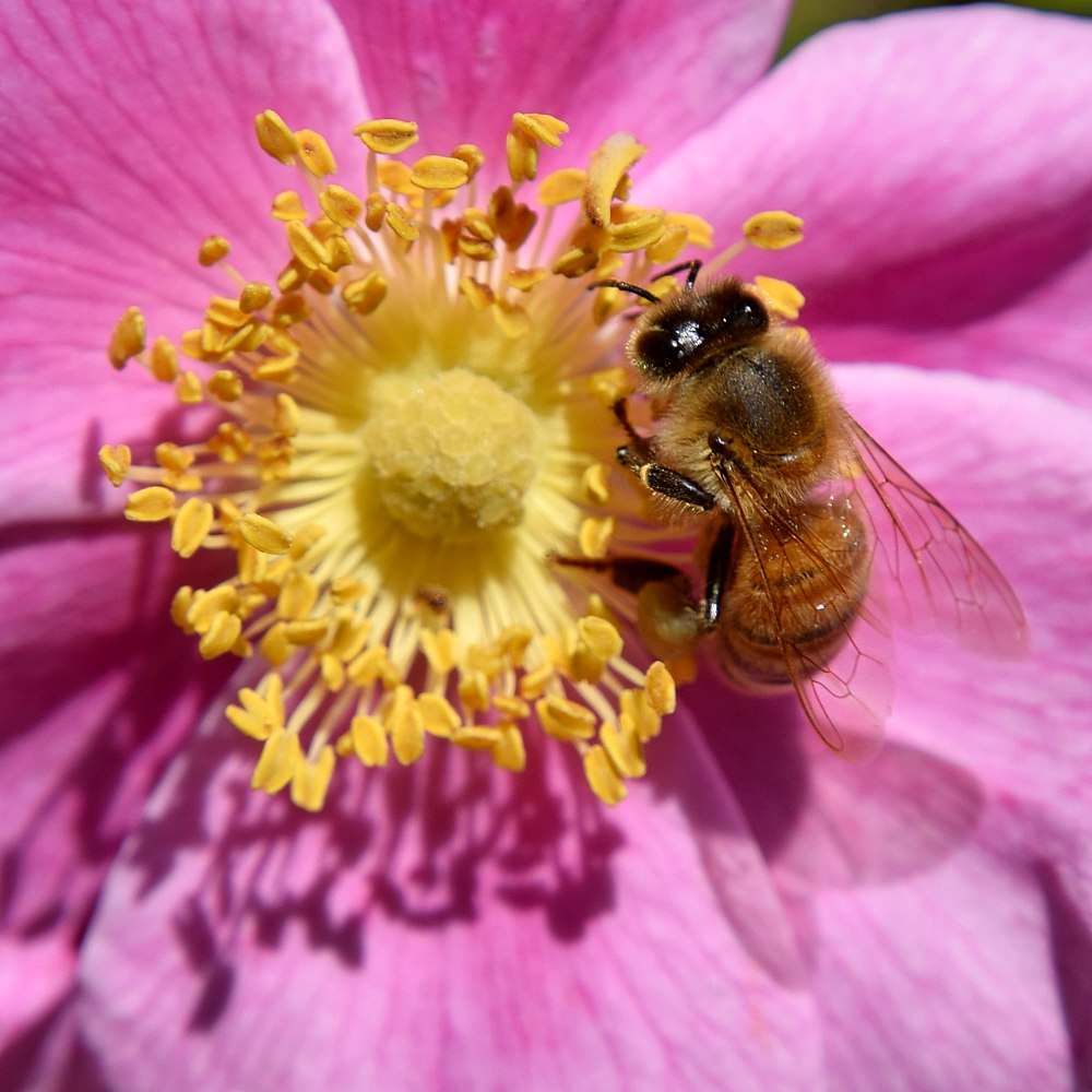 Bee3.jpg