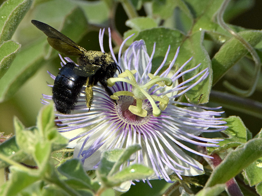 Bee3.jpg
