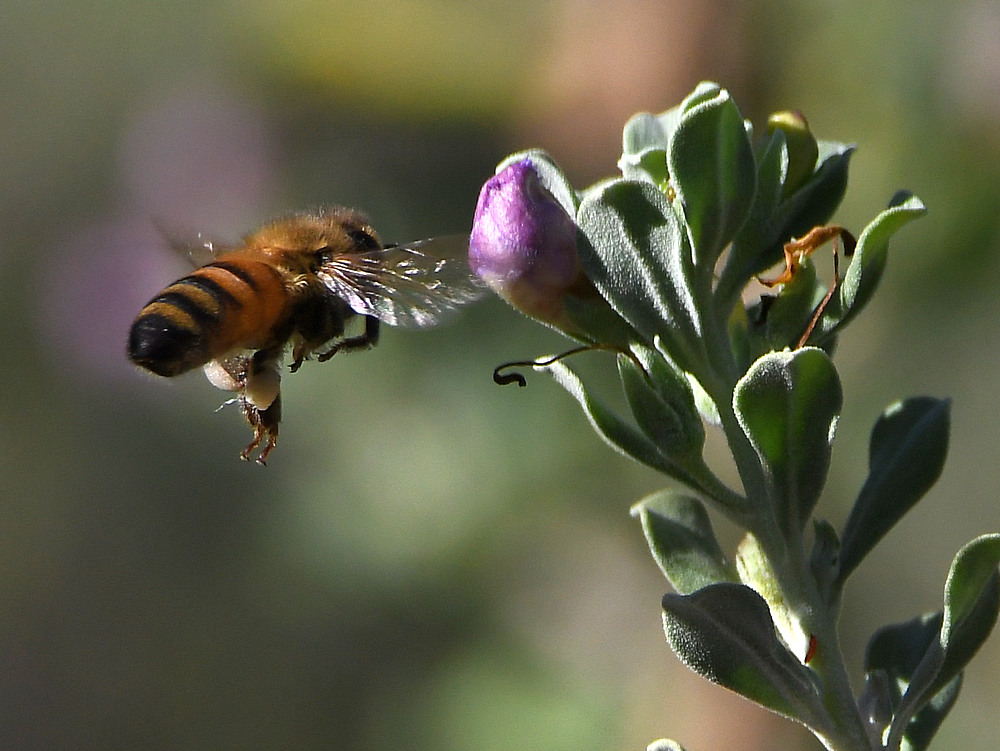 Bee3.jpg
