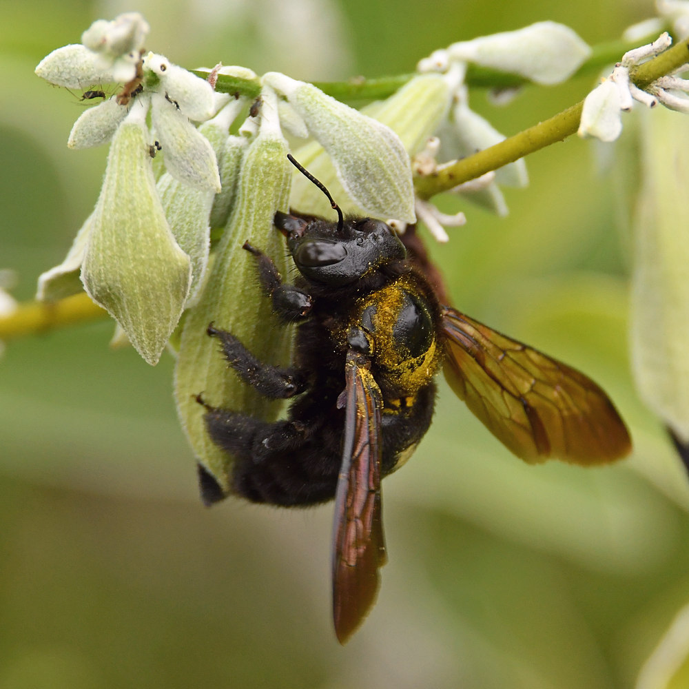 Bee3.jpg