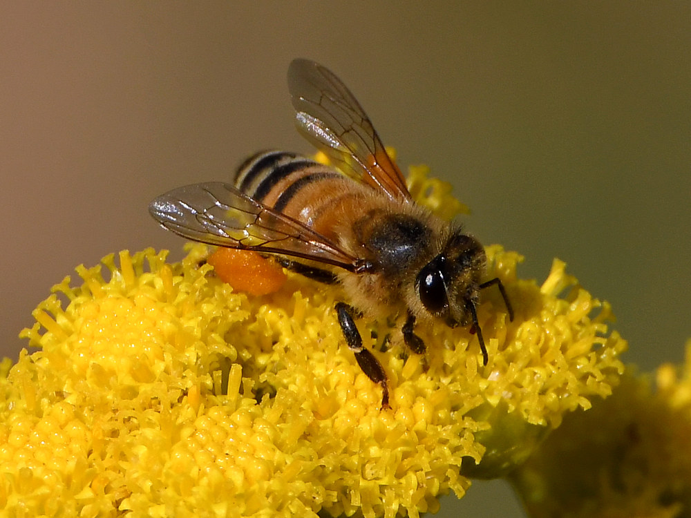 Bee3.jpg