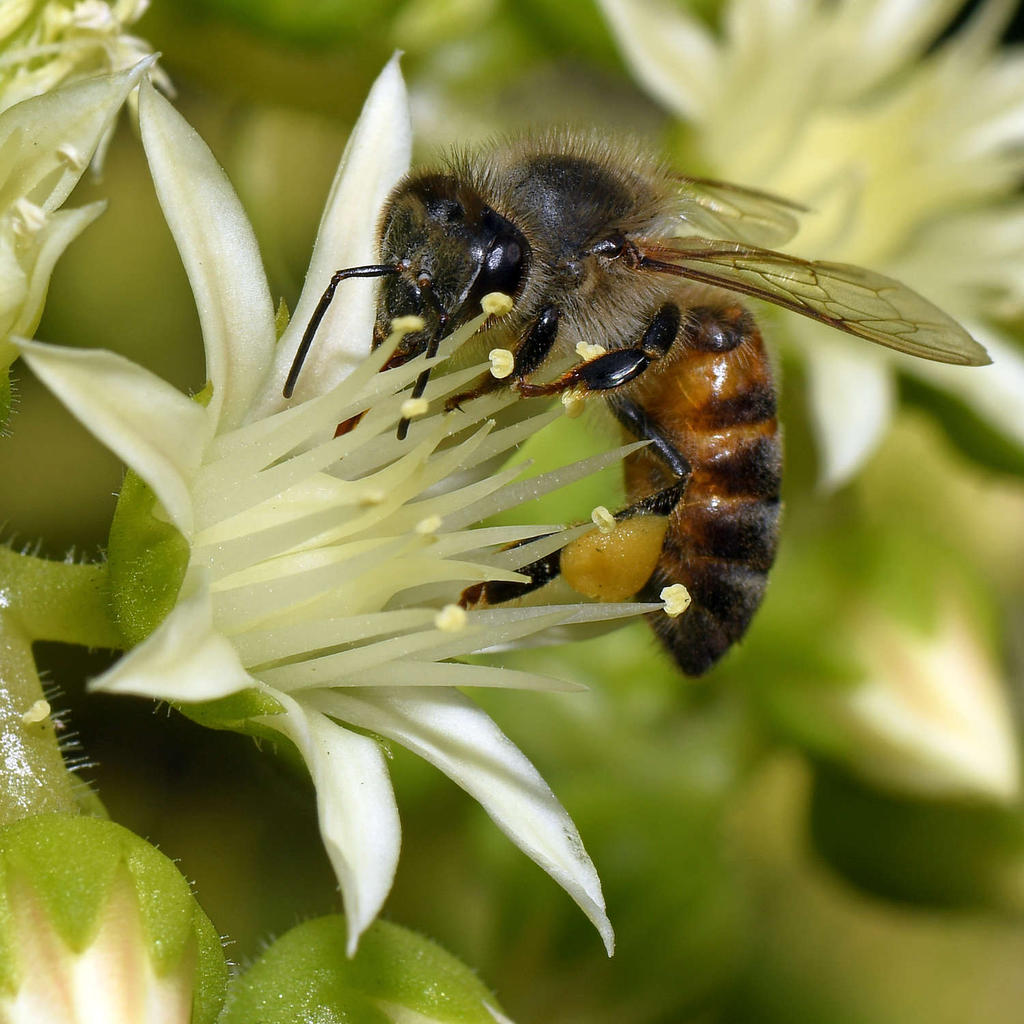 Bee3.jpg